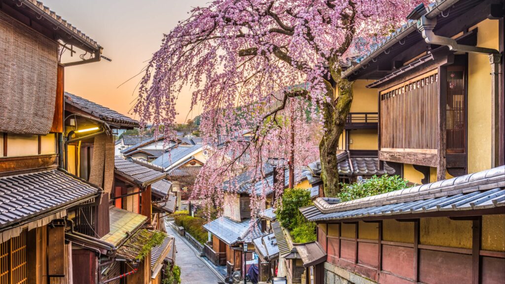 Japan_Kyoto_Un_cerisier_en_fleur_dans_une_rue_de_Kyoto