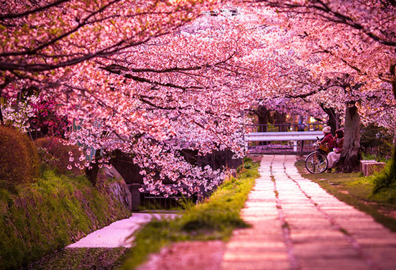 japon printemps